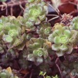 Aeonium mascaense (Tenerife, Canary Islands) (unrooted cuttings - boutures non racinées)
